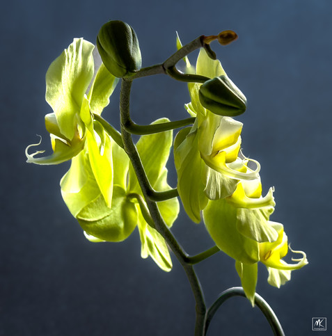 Color photo of a stem of greenish-yellow orchid flowers against a dark background. 