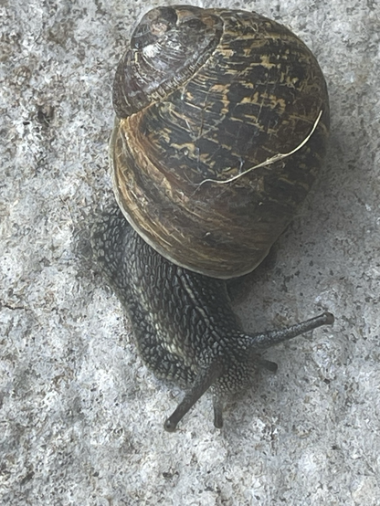 Close up of a snail with a dark brown shell on a slab of concrete.
