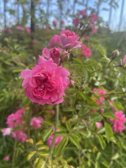Bright pink roses on a bush, one flower in focus with others blurry in the background 