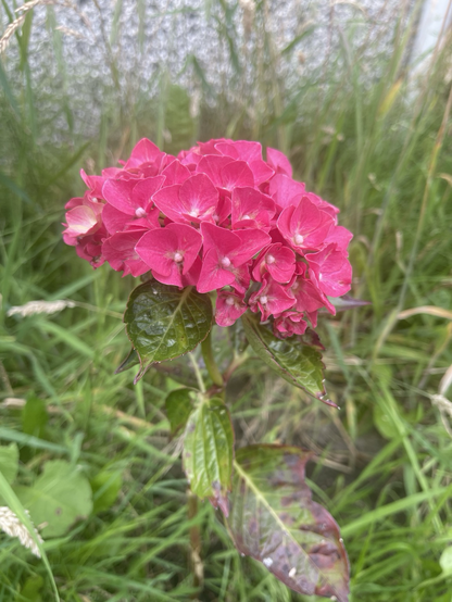 A very pink hydrangea getting its first flowers 