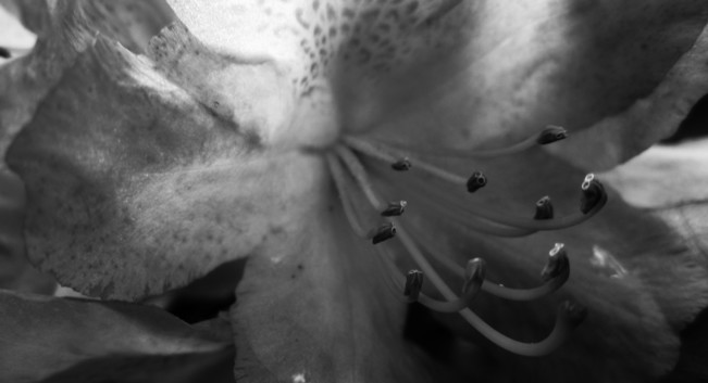 Fotografía macro en blanco y negro del interior de una flor