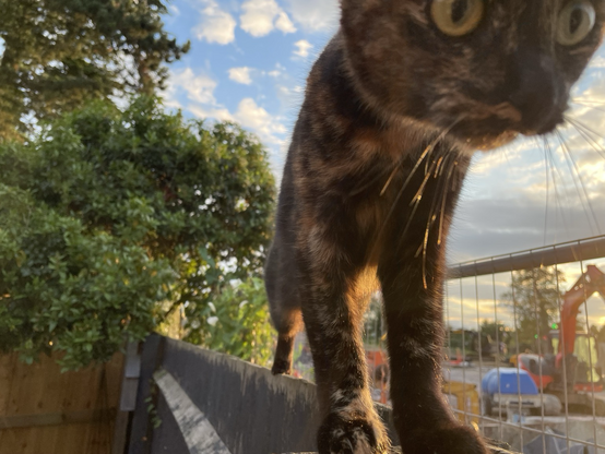 Tortoiseshell cat enjoying an extreme close-up whilst walking on a narrow fence. A small tree can be seen on the left of the photo, and a digger to the right as they prepare to build more homes in the village