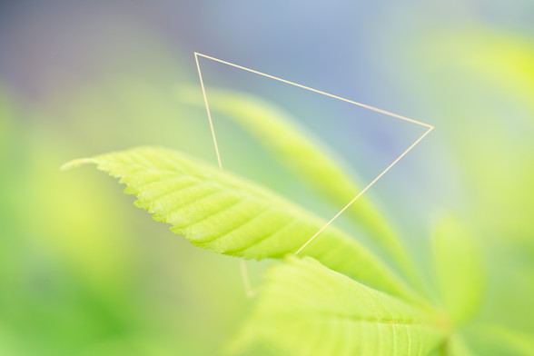 Narrow focus on a young chestnut leaf in the sun and a thin triangle placed digitally between the leaves