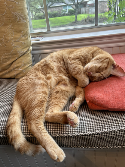 Orange cat napping in a window seat