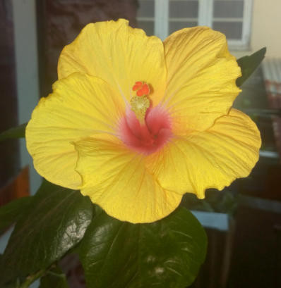 yellow hibiscus by for-much-deliberation