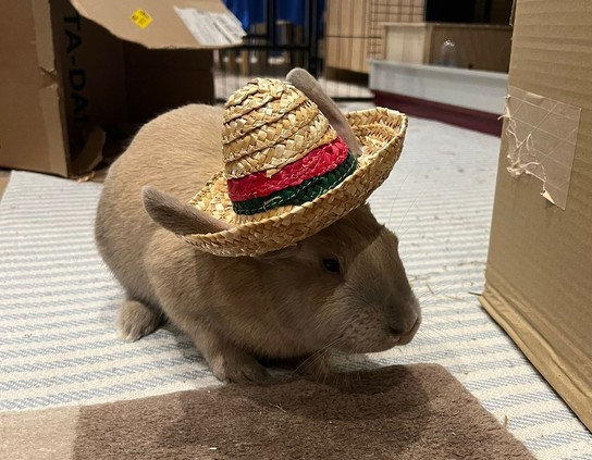A caramel rabbit on a blue and white striped rug. He's wearing a straw sombrero-type hate with his little ears poking through holes in the sides. He doesn't mind things on his ears and quite likes them being played with so he's very still and hasn't tried to throw off the hat. 