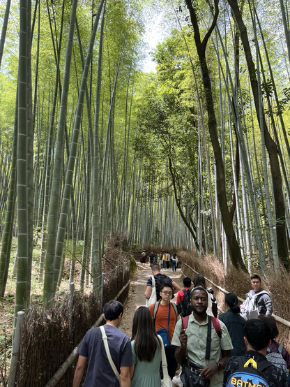 Tourists walking through a path in a forest of tall bamboo trees.