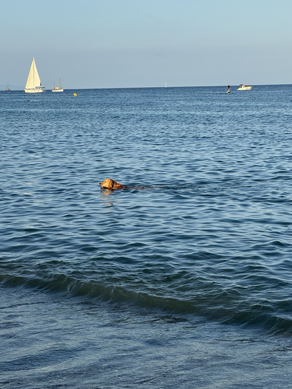 A golden retriever swims in the sea with a sailboat in the background.