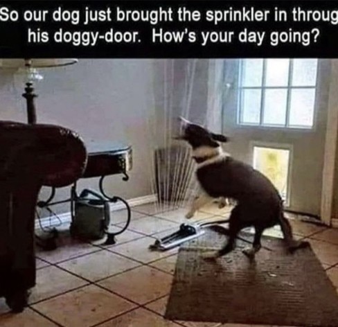 So our dog just brought the sprinkler in through his doggy-door. How's your day going?
Heading to the photo of a excited dog. He's enjoying water spray coming from a working sprinkler on the floors inside a house. 