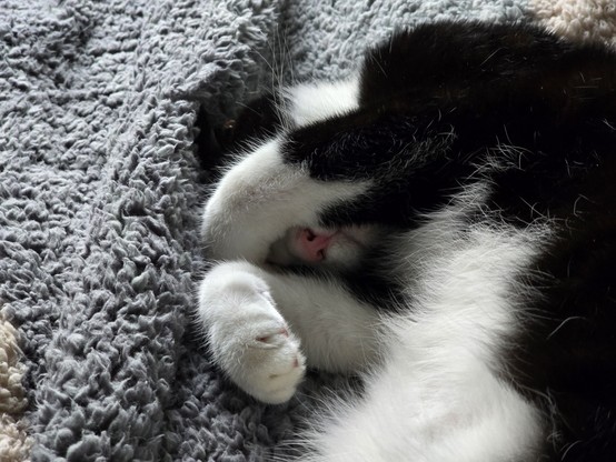 A black and white tuxedo cat named Oreo with one paw covering his eyes. His pink nose is visible.
