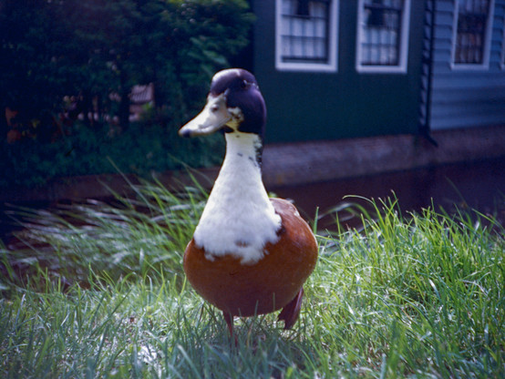 I said quack - shot of a duck standing on green grass and looking straight in the camera. Analogue film expired slide Kodak film. Lomography.