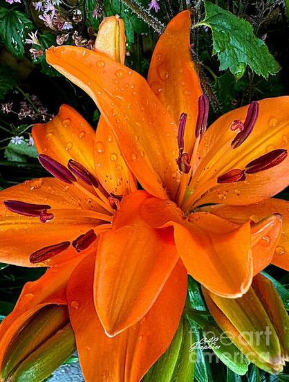 Vibrant Orange Lilies