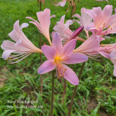 Pink flowers with a yellow center 5 petals called a surprise lily.