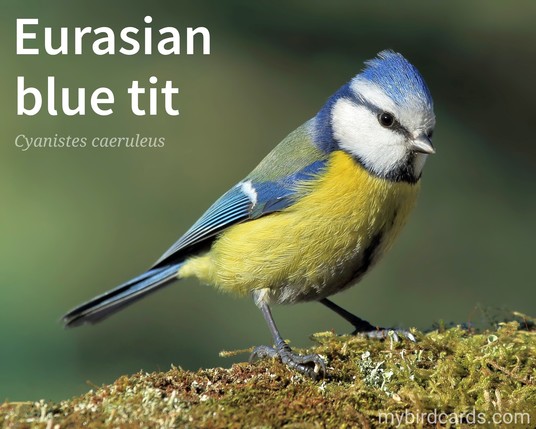 📷: Eurasian blue tit (Cyanistes caeruleus) by TomaszProszek @pixabay 2016

The photo shows a small bird with vibrant blue plumage on its upperparts and a yellowish-green underside. It has a white face, an azure-blue crown, and a black stripe running through its eyes, giving it a distinctive appearance. 

Conservation status: Least Concern (IUCN 3.1)

Distribution: Europe and parts of western Asia.

Class: Aves
Order: Passeriformes
Family: Paridae
Genus: Cyanistes
Species: C. caeruleus

CC: UZTW