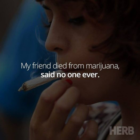 My friend died from marijuana SAID NO ONE EVER