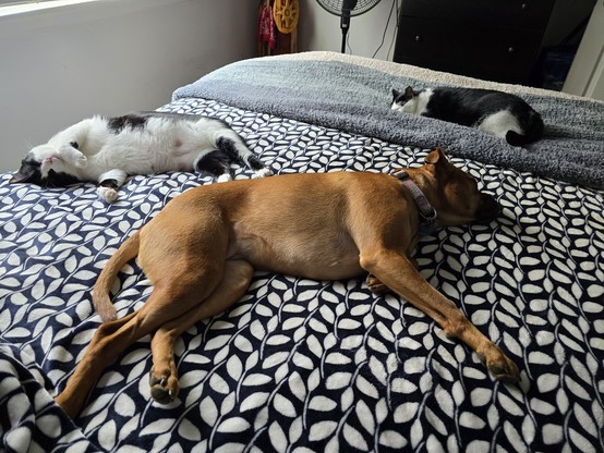 Pixie, a fawn red bullypit mix plus Mr Minx and Penguin, black and white tuxedo cats are all laying in bed with me.