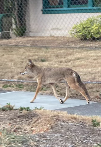This image shows a female coyote jogging down the sidewalk on an urban street. A chain link fence behind her separates her from a big house being renovated in the background. This is the first coyote I've seen on my street; I hope our neighborhood squirrels, raccoons, possums, field mice, birds and other critters will safely avoid her. 