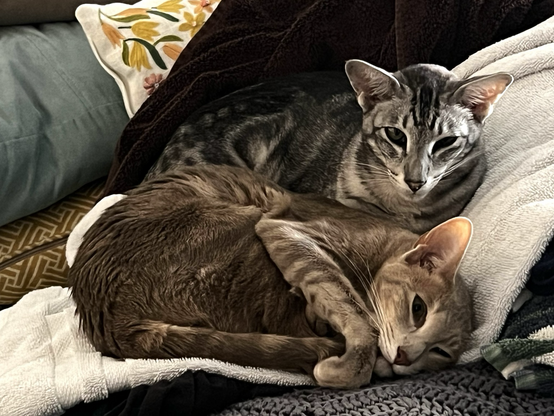 #Adelaide and #Sydney the #shorthaircats curled up on some pillows  