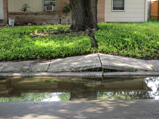 a large reflective puddle, after rain, along the curb. lush green short groundcover plant with small oval leaves filling the yard. small ranch house with a mix of brick and clapboard siding. and an ash tree trunk in view that's so big you could not completely hug it. then one massive root emerging from the ground to lift apart the sidewalk slabs.