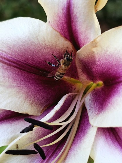 A bee resting on a white & purple lily