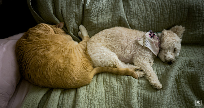 Color photo of a large ginger tabby cat and a white poodle-mix dog pressed butt to butt while sleeping on a bed, pressed right up against the body of a person lying under the blankets. 