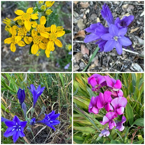 A collage of four different flowers: yellow flowers in the top left, purple flowers in the top right, blue flowers in the bottom left, and pink flowers in the bottom right.