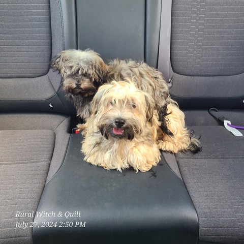 Two Havanese puppies. One is tan and black, the other is black and tan.