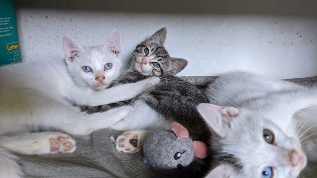 three two month old kittens resting inside an old drawer with a toy mouse laying.in there

Two white ones (males) one with a yellowish spot on his head and the other with a grey spot on the left side of his forehead.

A female tabby is between them