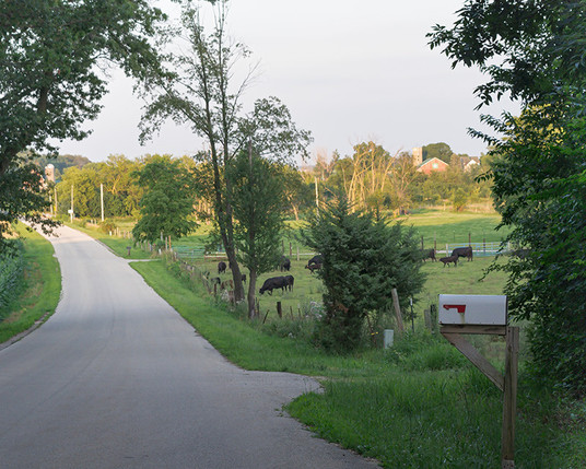 Country road shaded in the foreground, light in the background. Green trees, grass, and bushes line the right side of road. In the distance, black cows are grazing.