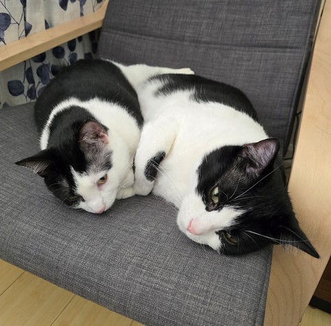 Penguin and Mr Minx laying in a gray chair with blonde wood arms. They are both black and white tuxedo cats.