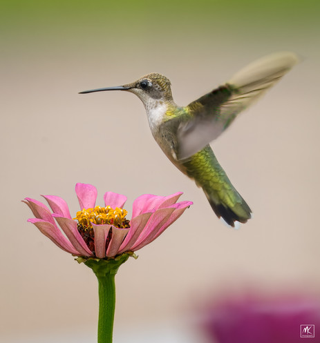 Color photo of a female ruby-throated hummingbird with an iridescent green back hovering above a pink zinnia flower. 