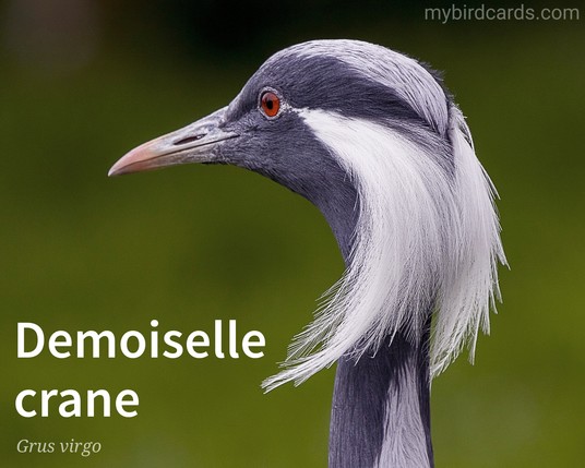 📷: Demoiselle crane (Grus virgo) by Photography-Course-Leice via Pixabay 2016

The photo shows a slender, graceful bird with a bluish-grey body. It has long, elegant legs and a long neck. Its head is distinctive, with a dark grey mask, white ear tufts, and red eyes. 

Conservation status: Least Concern (IUCN 3.1)

Distribution: Central Eurosiberia, migrating southwards into the Indian subcontinent and Africa during winter.

Class: Aves
Order: Gruiformes
Family: Gruidae
Genus: Grus
Species: G. virgo

CC: DGYN