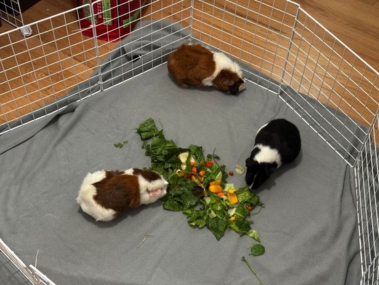 My three guinea pigs surrounding a big pile of chopped lettuce, carrots, bell pepper, and parsley. They are all sitting on a soft gray blanket that is used exclusively for guinea pig floor time.