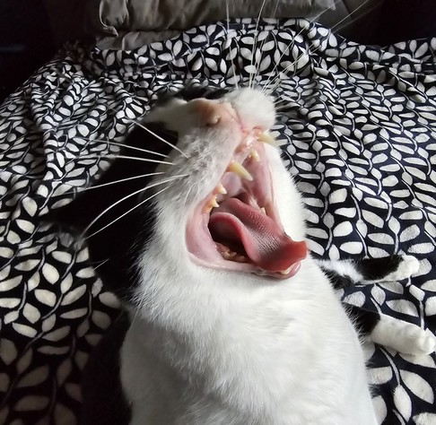 A large Manx black and white tuxedo cat named Mr Minx yawning.