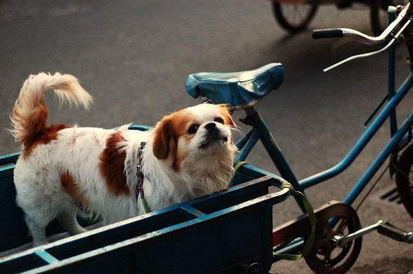 A puppet in Guo Zi Jian, by Lianqing Li (CC BY-NC 2.0)
Alt text: A small brown and white dog with a fluffy tail, floppy ears, and slightly squished nose gazes adorably from the blue metal cargo bed attached to the back of a bicycle.