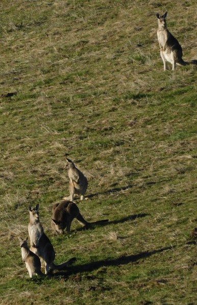 Five kangaroos on a sunny slope.