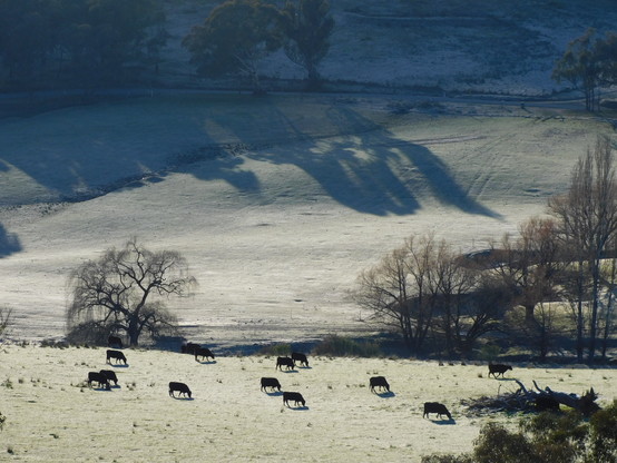 Distant black Angus cattle on a frosty paddock, with long early morning shadows of trees behind.