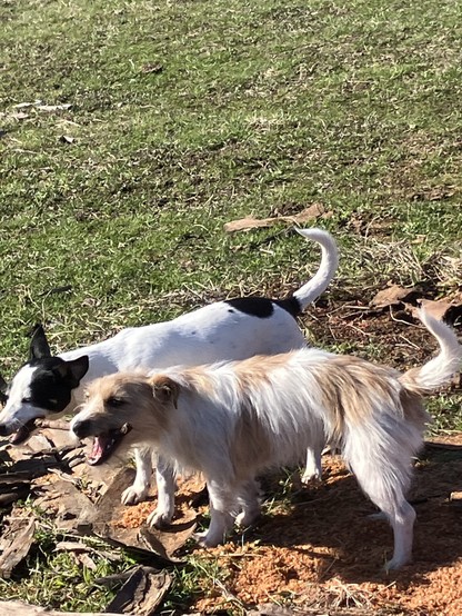 Black and white terrier Nell on left trying to wrest a stick from tan and white Bertie.