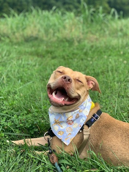 A smiling pittie looking at the camera. 