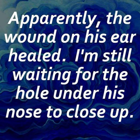 Apparently, the wound on his ear healed. I'm still waiting for the hole under his nose to close up. 