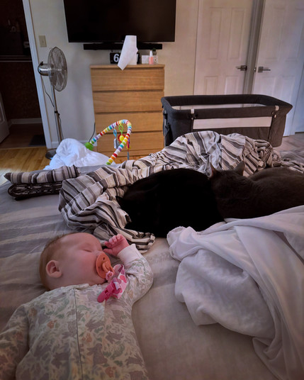 Infant asleep on a bed with two house cats. One small and black, the other larger and gray.