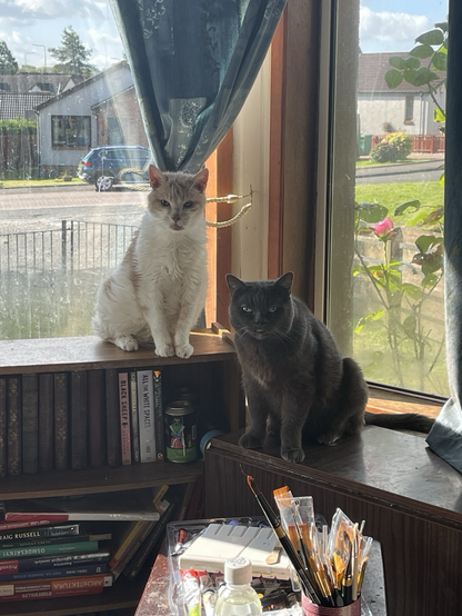 Ginger and white cat sitting on a book case by a window and a grey cat beside him on the table, both staring directly at the camera 