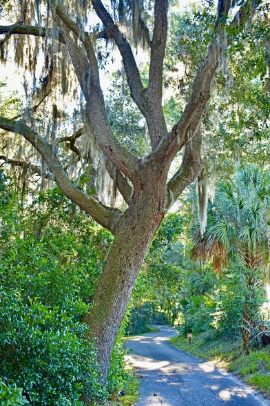 Tall oak tree with Spanish moss and splayed limbs leaning to the right over a paved pathway 