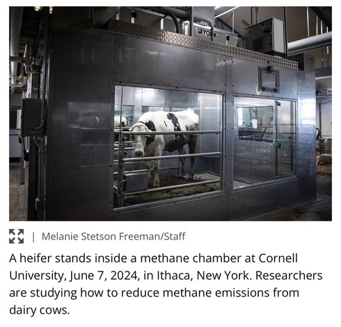 A heifer stands inside a methane chamber at Cornell University, as researchers study how to reduce methane emissions from dairy cows.