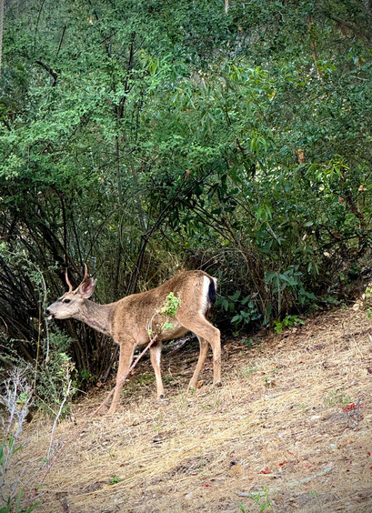 Mule deer chomping on hillside greenery