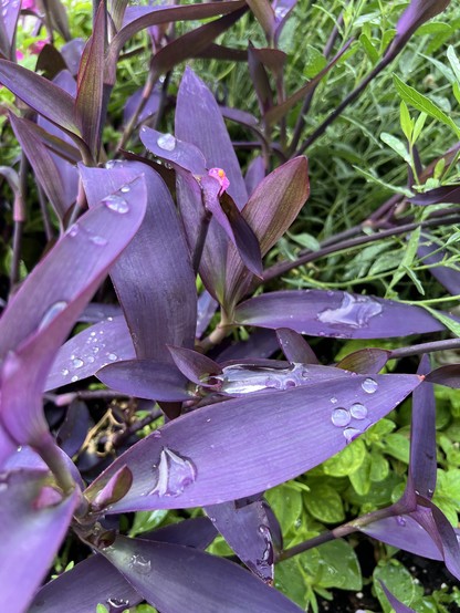 raindrops form on purple leaves