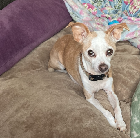 caramel colored chihuahua on light brown cushion.