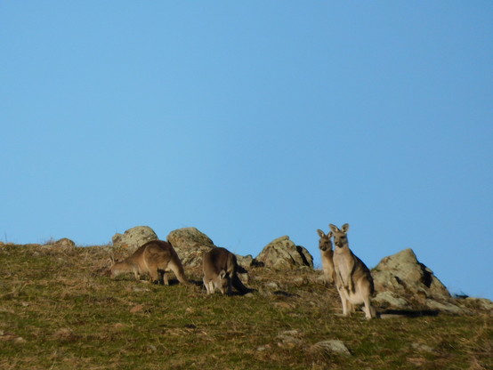 Four kangaroos grazing among rocks on the hilltop.