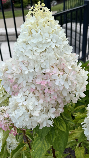 A White hydrangea with pink tint. Green leaves on the bottom of the picture. Black fence in the background. 