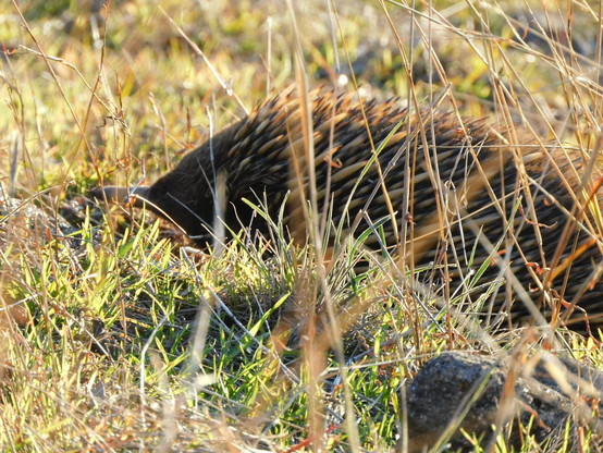 Echidna comes up for air - snout and eye visible on left hand side